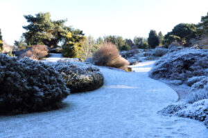 frost covering plants and ground in Edinburgh Botanic Gardens
