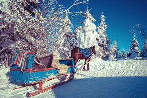 horse and sledge at snow at Cutarelli Vision