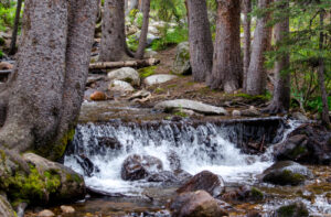 river and trees at Cutarelli Vision